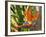 Bird-of-Paradise Flower, Sunshine Coast, Queensland, Australia-David Wall-Framed Photographic Print