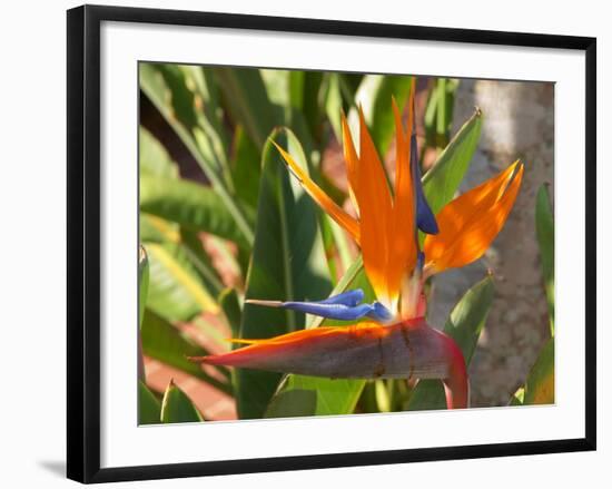 Bird-of-Paradise Flower, Sunshine Coast, Queensland, Australia-David Wall-Framed Photographic Print