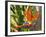 Bird-of-Paradise Flower, Sunshine Coast, Queensland, Australia-David Wall-Framed Photographic Print