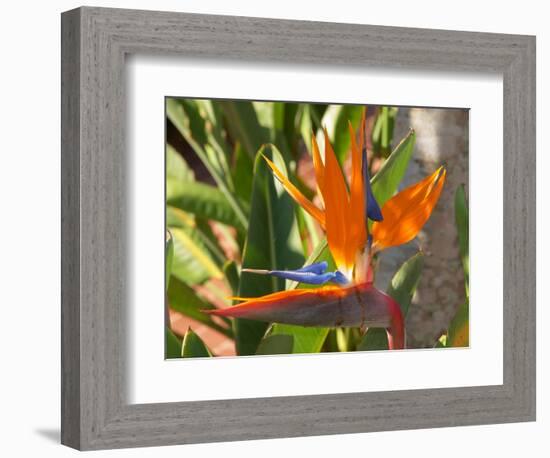 Bird-of-Paradise Flower, Sunshine Coast, Queensland, Australia-David Wall-Framed Photographic Print