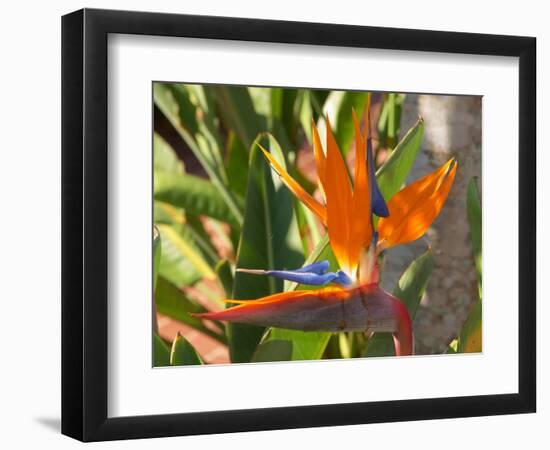 Bird-of-Paradise Flower, Sunshine Coast, Queensland, Australia-David Wall-Framed Photographic Print