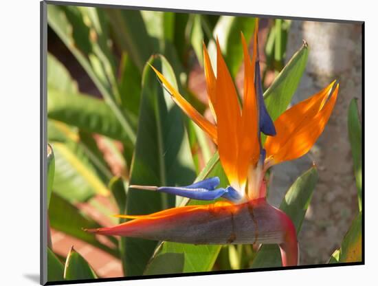 Bird-of-Paradise Flower, Sunshine Coast, Queensland, Australia-David Wall-Mounted Photographic Print