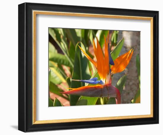 Bird-of-Paradise Flower, Sunshine Coast, Queensland, Australia-David Wall-Framed Photographic Print