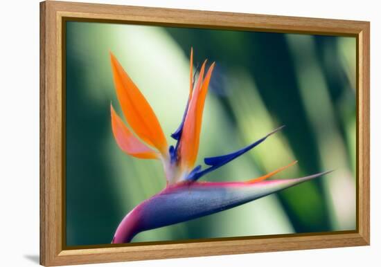 Bird of Paradise Flower-Maria Mosolova-Framed Premier Image Canvas