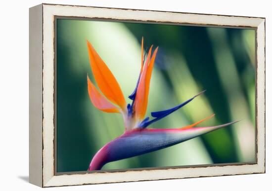 Bird of Paradise Flower-Maria Mosolova-Framed Premier Image Canvas