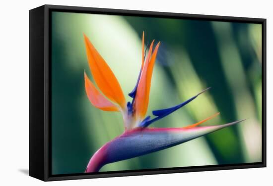 Bird of Paradise Flower-Maria Mosolova-Framed Premier Image Canvas