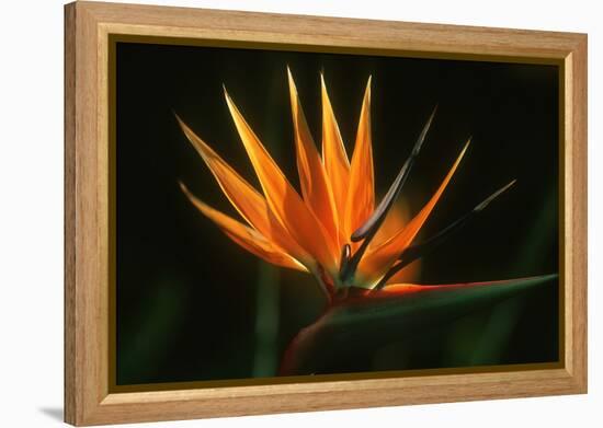 Bird of Paradise Flower-Martin Harvey-Framed Premier Image Canvas