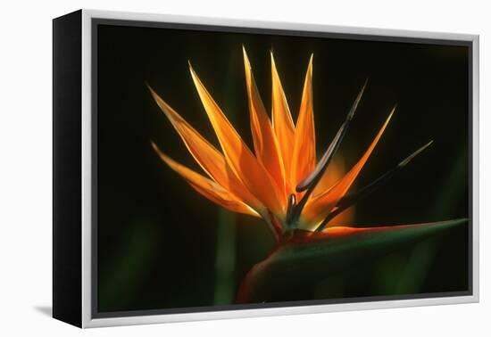 Bird of Paradise Flower-Martin Harvey-Framed Premier Image Canvas