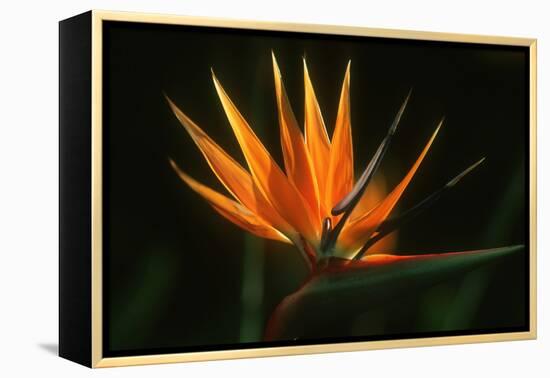 Bird of Paradise Flower-Martin Harvey-Framed Premier Image Canvas