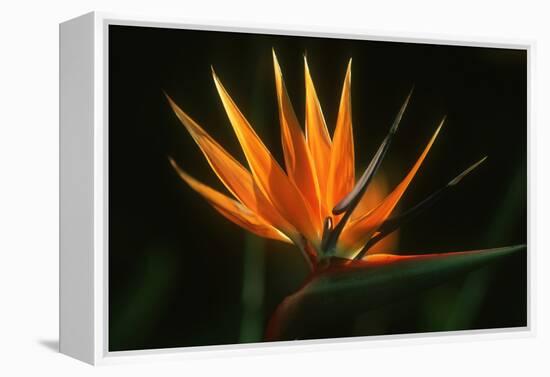 Bird of Paradise Flower-Martin Harvey-Framed Premier Image Canvas