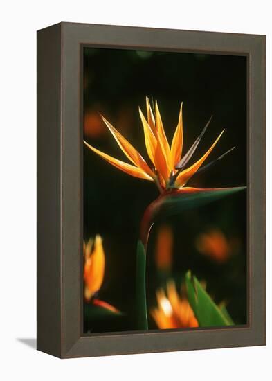 Bird of Paradise Flower-Martin Harvey-Framed Premier Image Canvas