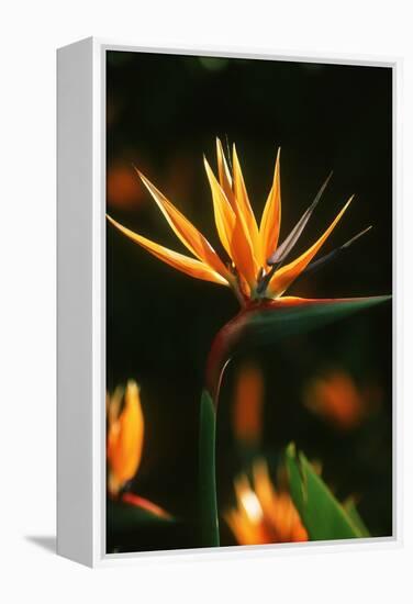 Bird of Paradise Flower-Martin Harvey-Framed Premier Image Canvas