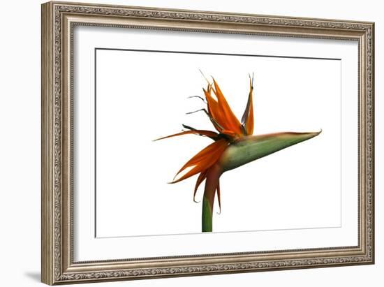 Bird of Paradise Flower-Victor De Schwanberg-Framed Photographic Print