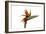 Bird of Paradise Flower-Victor De Schwanberg-Framed Photographic Print