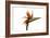 Bird of Paradise Flower-Victor De Schwanberg-Framed Photographic Print