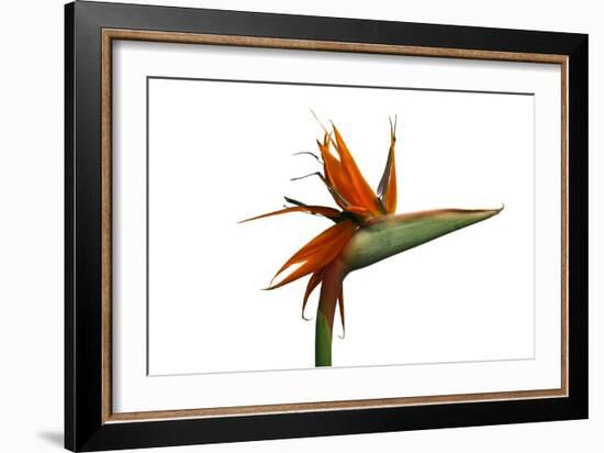 Bird of Paradise Flower-Victor De Schwanberg-Framed Photographic Print