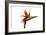 Bird of Paradise Flower-Victor De Schwanberg-Framed Photographic Print