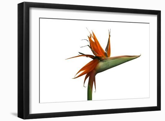 Bird of Paradise Flower-Victor De Schwanberg-Framed Photographic Print