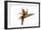 Bird of Paradise Flower-Victor De Schwanberg-Framed Photographic Print