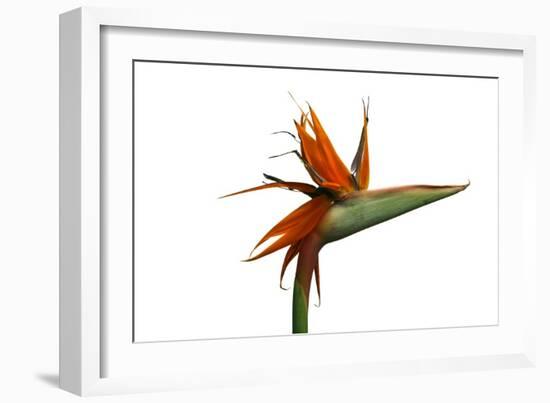 Bird of Paradise Flower-Victor De Schwanberg-Framed Photographic Print