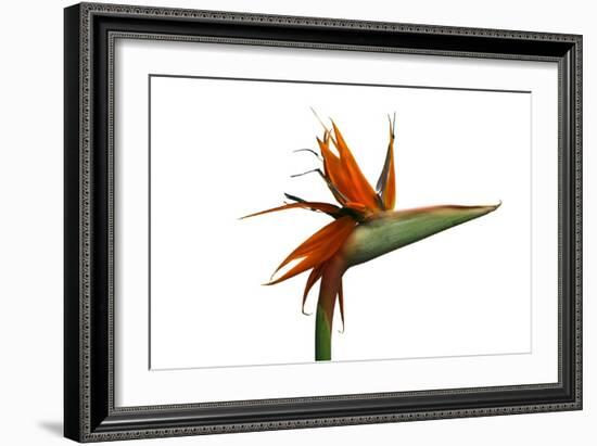 Bird of Paradise Flower-Victor De Schwanberg-Framed Photographic Print