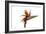 Bird of Paradise Flower-Victor De Schwanberg-Framed Photographic Print