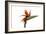 Bird of Paradise Flower-Victor De Schwanberg-Framed Photographic Print