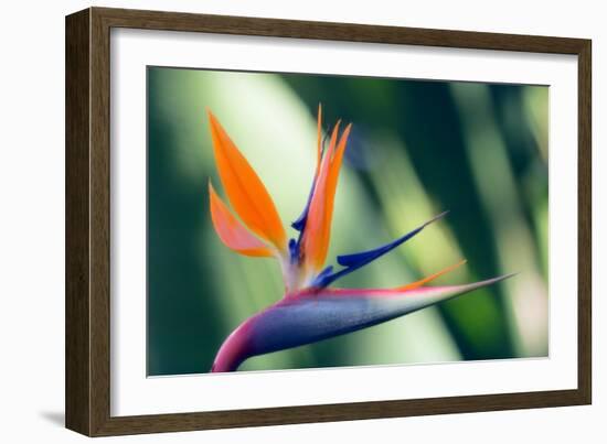 Bird of Paradise Flower-Maria Mosolova-Framed Photographic Print