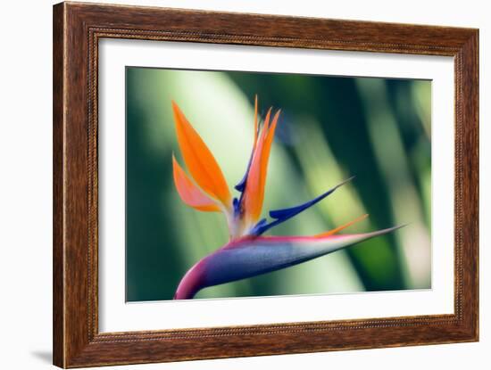 Bird of Paradise Flower-Maria Mosolova-Framed Photographic Print