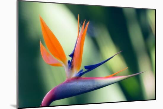 Bird of Paradise Flower-Maria Mosolova-Mounted Photographic Print