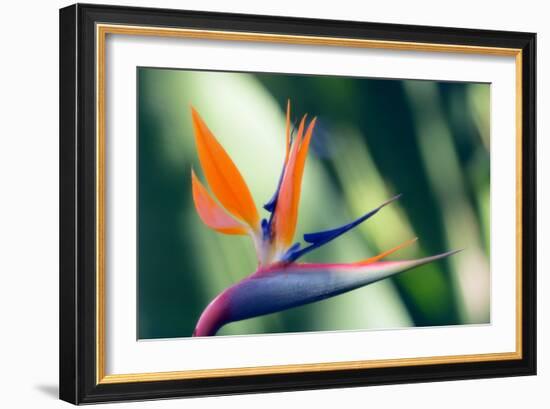 Bird of Paradise Flower-Maria Mosolova-Framed Photographic Print