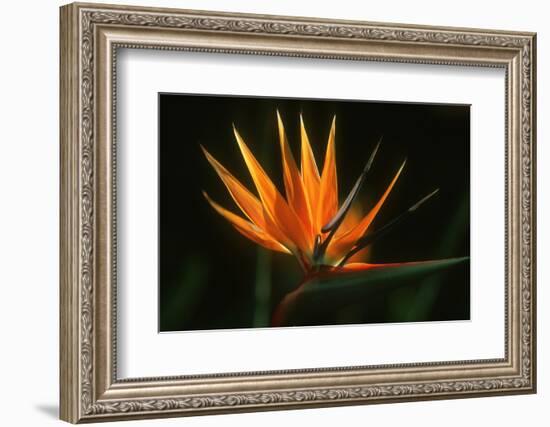 Bird of Paradise Flower-Martin Harvey-Framed Photographic Print