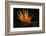 Bird of Paradise Flower-Martin Harvey-Framed Photographic Print