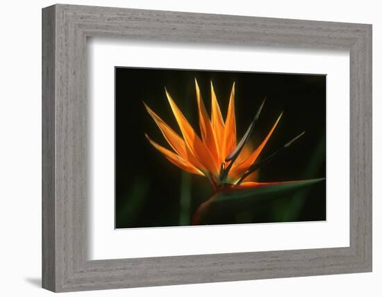 Bird of Paradise Flower-Martin Harvey-Framed Photographic Print