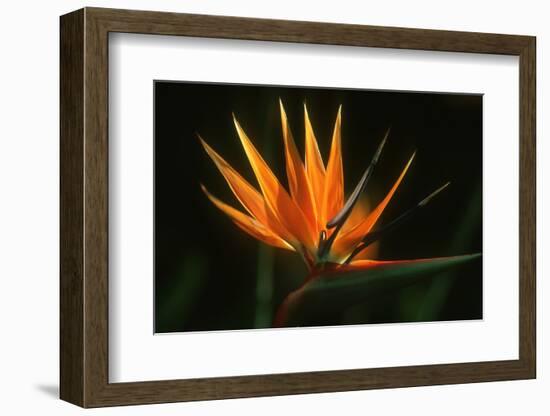 Bird of Paradise Flower-Martin Harvey-Framed Photographic Print