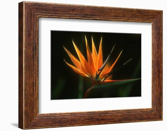 Bird of Paradise Flower-Martin Harvey-Framed Photographic Print