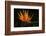 Bird of Paradise Flower-Martin Harvey-Framed Photographic Print