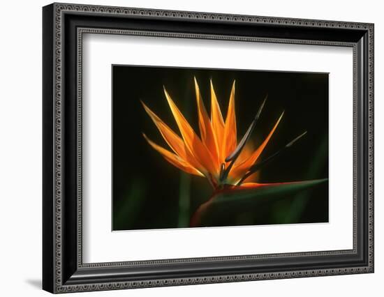 Bird of Paradise Flower-Martin Harvey-Framed Photographic Print