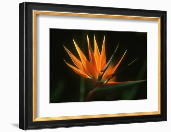 Bird of Paradise Flower-Martin Harvey-Framed Photographic Print