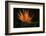 Bird of Paradise Flower-Martin Harvey-Framed Photographic Print