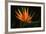 Bird of Paradise Flower-Martin Harvey-Framed Photographic Print