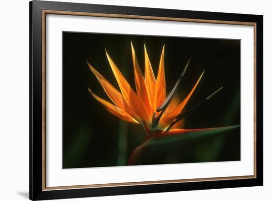 Bird of Paradise Flower-Martin Harvey-Framed Photographic Print