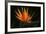 Bird of Paradise Flower-Martin Harvey-Framed Photographic Print