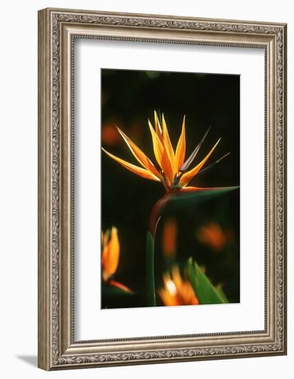 Bird of Paradise Flower-Martin Harvey-Framed Photographic Print