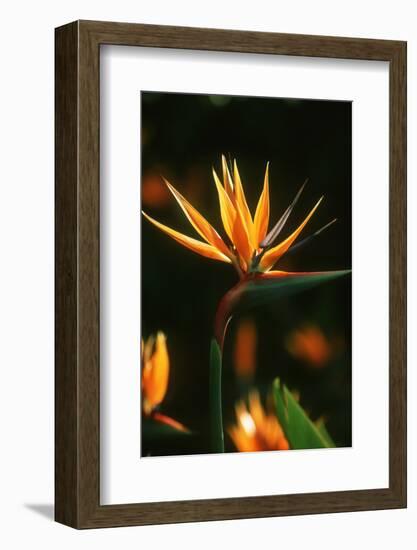 Bird of Paradise Flower-Martin Harvey-Framed Photographic Print