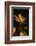 Bird of Paradise Flower-Martin Harvey-Framed Photographic Print