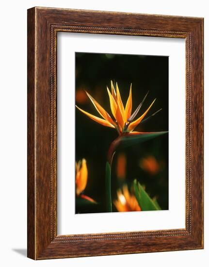 Bird of Paradise Flower-Martin Harvey-Framed Photographic Print