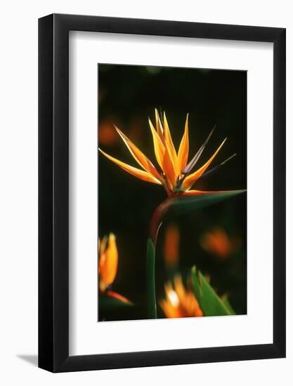 Bird of Paradise Flower-Martin Harvey-Framed Photographic Print