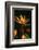 Bird of Paradise Flower-Martin Harvey-Framed Photographic Print