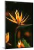 Bird of Paradise Flower-Martin Harvey-Mounted Photographic Print